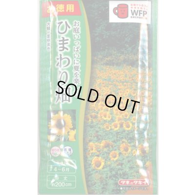 画像1: 送料無料　花の種　お徳用パック！ひまわり畑　大輪一重咲黄色　タキイ種苗(株)NL500