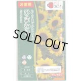 送料無料　花の種　お徳用パック！ミニひまわり　スマイルラッシュ　タキイ種苗(株)(NL500)