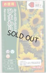送料無料　花の種　お徳用パック！ミニひまわり　スマイルラッシュ　タキイ種苗(株)(NL500)