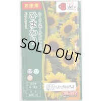 送料無料　花の種　お徳用パック！ミニひまわり　スマイルラッシュ　タキイ種苗(株)(NL500)
