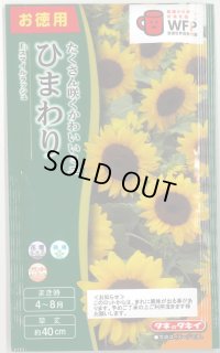 送料無料　花の種　お徳用パック！ミニひまわり　スマイルラッシュ　タキイ種苗(株)(NL500)