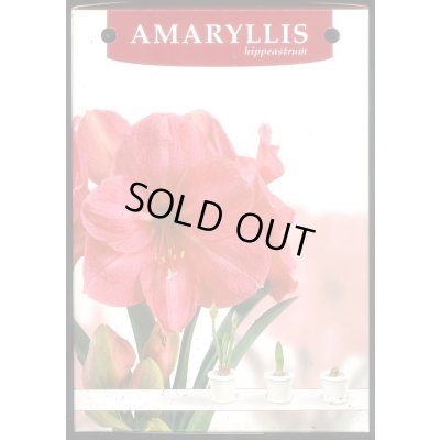 画像6: 送料無料　球根　アマリリス　ポット植え　タキイ種苗（株）