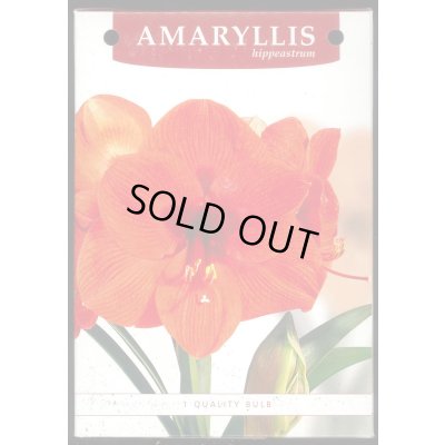 画像4: 送料無料　球根　アマリリス　ポット植え　タキイ種苗（株）