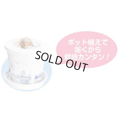 画像7: 送料無料　球根　アマリリス　ポット植え　タキイ種苗（株）