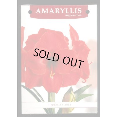 画像3: 送料無料　球根　アマリリス　ポット植え　タキイ種苗（株）