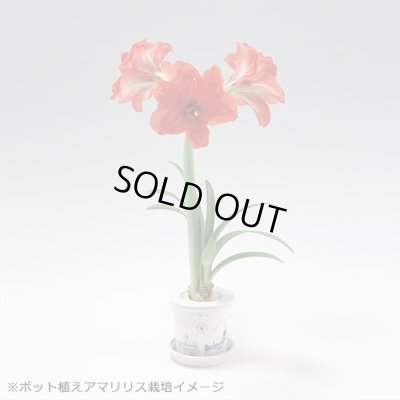 画像8: 送料無料　球根　アマリリス　ポット植え　タキイ種苗（株）