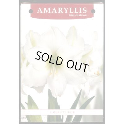 画像5: 送料無料　球根　アマリリス　ポット植え　タキイ種苗（株）