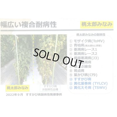 画像3: 送料無料　[トマト/桃太郎系]桃太郎みなみ　2L　PL　1000粒　タキイ種苗(株)