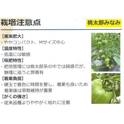 画像5: 送料無料　[トマト/桃太郎系]桃太郎みなみ　2L　PL　1000粒　タキイ種苗(株)