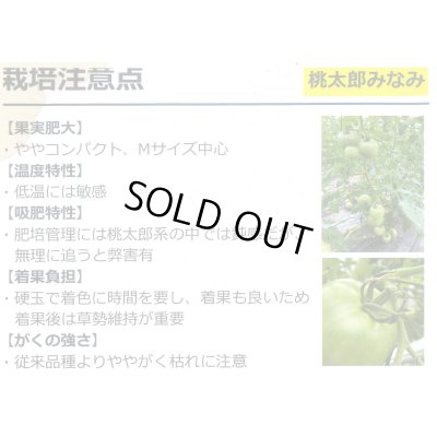 画像5: 送料無料　[トマト/桃太郎系]桃太郎みなみ　2L　PL　1000粒　タキイ種苗(株)