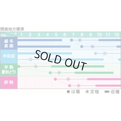 画像2: 送料無料　[トマト/ミニトマト]　ミニトマト　ラブリーさくら　100粒　ヴィルモランみかど