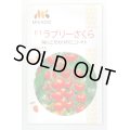 送料無料　[トマト/ミニトマト]　ミニトマト　ラブリーさくら　100粒　ヴィルモランみかど