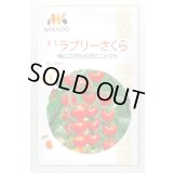 送料無料　[トマト/ミニトマト]　ミニトマト　ラブリーさくら　100粒　ヴィルモランみかど