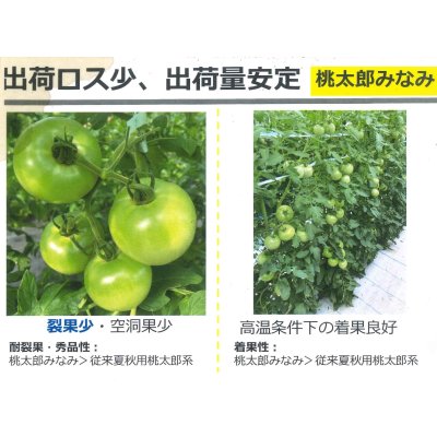 画像4: 送料無料　[トマト/桃太郎系]桃太郎みなみ　2L　PL　1000粒　タキイ種苗(株)