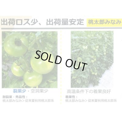 画像4: 送料無料　[トマト/桃太郎系]桃太郎みなみ　2L　PL　1000粒　タキイ種苗(株)