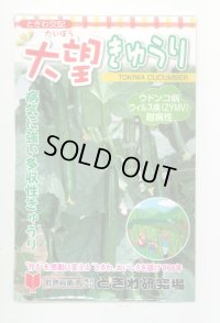 送料無料　[キュウリ]　大望　20粒　(株)ときわ研究場
