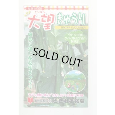 画像1: 送料無料　[キュウリ]　大望　20粒　(株)ときわ研究場