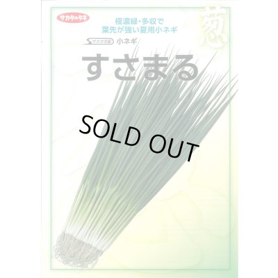 画像2: 送料無料　[ねぎ]　小ねぎ　すさまる　　20ml （約3200粒）（株）サカタのタネ