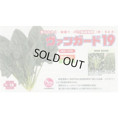 画像2: ほうれんそう　ヴァンガード19　種子サイズM：3万粒　トキタ種苗（株）