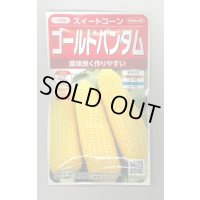 送料無料　[とうもろこし]　ゴールドバンタム　20ml(約50粒)　（株）サカタのタネ 実咲350（104070）