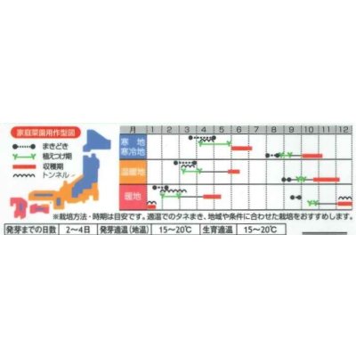 画像3: 送料無料　[レタス]　リバーグリーン　0.7ml（約200粒）（株）サカタのタネ　実咲350