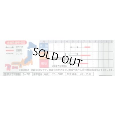 画像3: 送料無料　[枝豆]　早生超多収枝豆　30ml（約60粒）（株）サカタのタネ実咲350（107806）