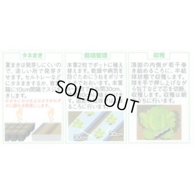 画像2: [レタス] リバーグリーン 0.7ml(約200粒)(株)サカタのタネ 実咲350(003026)