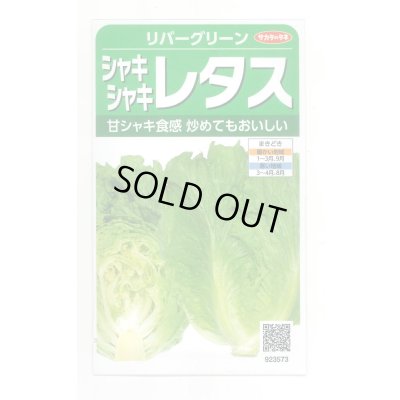 画像1: [レタス] リバーグリーン 0.7ml(約200粒)(株)サカタのタネ 実咲350(003026)