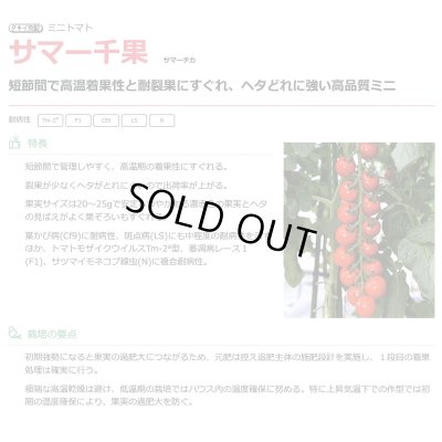 画像2: 送料無料　[トマト/ミニトマト]　サマー千果　1000粒　タキイ種苗(株)
