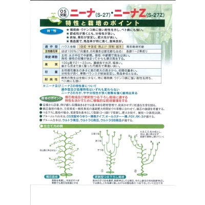 画像3: 送料無料　[キュウリ]　ニーナZ　350粒　（株）埼玉原種育成会