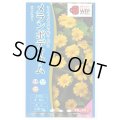 送料無料　花の種　メランポディウム　ジャックポット　約30粒  タキイ種苗（株）　NL300　