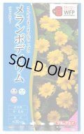 送料無料　花の種　メランポディウム　ジャックポット　約30粒  タキイ種苗（株）　NL300　