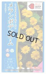 送料無料　花の種　メランポディウム　ジャックポット　約30粒  タキイ種苗（株）　NL300　