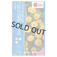 送料無料　花の種　メランポディウム　ジャックポット　約30粒  タキイ種苗（株）　NL300　