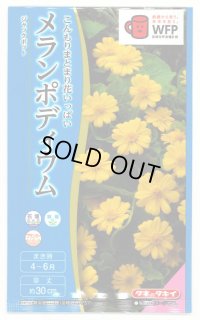 送料無料　花の種　メランポディウム　ジャックポット　約30粒  タキイ種苗（株）　NL300　