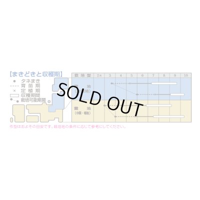 画像3: 送料無料　[トマト/桃太郎系]　ホーム桃太郎　1000粒　タキイ種苗(株)