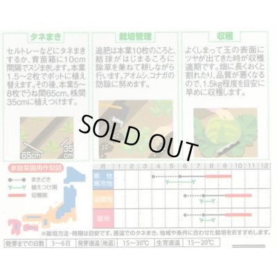 画像2: 送料無料　[キャベツ]　藍天　0.8ml（約85粒）（株）サカタのタネ　実咲450（003731）