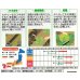 画像2: 送料無料　[キャベツ]　藍天　0.8ml（約85粒）（株）サカタのタネ　実咲450（003731） (2)