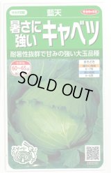 送料無料　[キャベツ]　藍天　0.8ml（約85粒）（株）サカタのタネ　実咲450（003731）