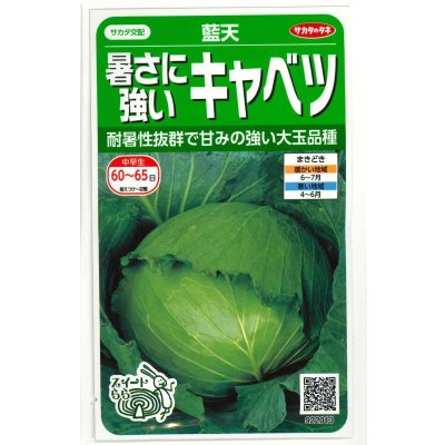 画像1: 送料無料　[キャベツ]　藍天　0.8ml（約85粒）（株）サカタのタネ　実咲450（003731）