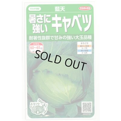 画像1: 送料無料　[キャベツ]　藍天　0.8ml（約85粒）（株）サカタのタネ　実咲450（003731）