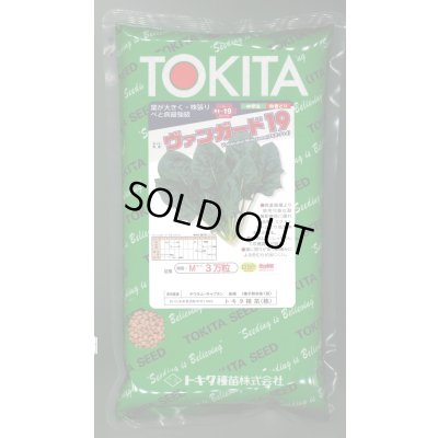 画像1: ほうれんそう　ヴァンガード19　種子サイズM：3万粒　トキタ種苗（株）