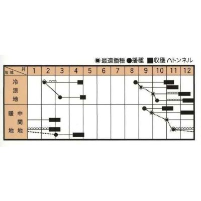 画像3: ほうれんそう　スパイダーデューク　3万粒(種子サイズ:M)　トキタ種苗(株)