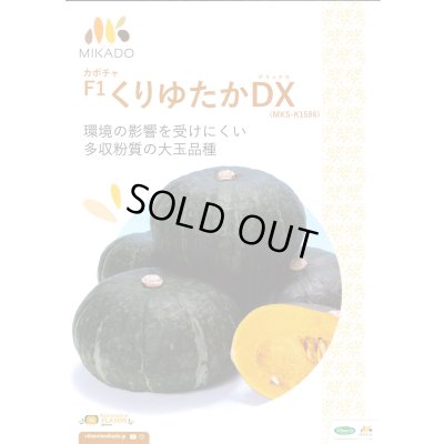 画像1: 送料無料　[かぼちゃ]　くりゆたかDX　8粒　ヴィルモランみかど（株）