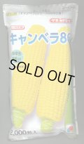 [とうもろこし]　キャンベラ86　2000粒　タキイ種苗