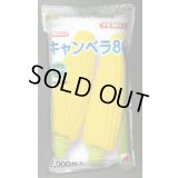 [とうもろこし]　キャンベラ86　2000粒　タキイ種苗