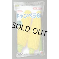 [とうもろこし]　キャンベラ86　2000粒　タキイ種苗