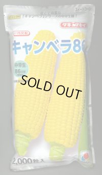 [とうもろこし]　キャンベラ86　2000粒　タキイ種苗