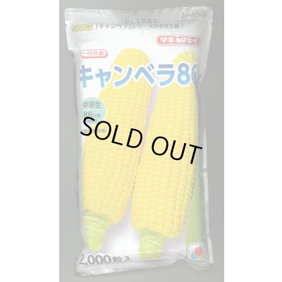 画像1: [とうもろこし]　キャンベラ86　2000粒　タキイ種苗