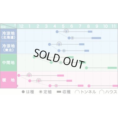 画像3: 送料無料　[かぼちゃ]　くりゆたかDX　8粒　ヴィルモランみかど（株）